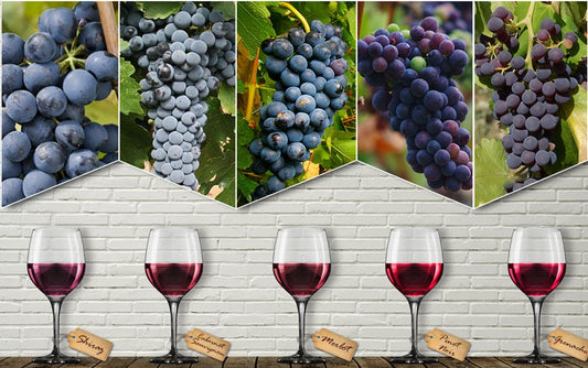 Get to know Red Wine Grapes (Part1) องุ่นทำไวน์แดงต่างๆ มีรสชาติอย่างไร เรามีคำตอบ