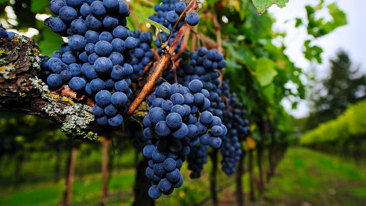 Get to know Red Wine Grapes (Part2) องุ่นทำไวน์แดงต่างๆ มีรสชาติอย่างไร เรามีคำตอบ