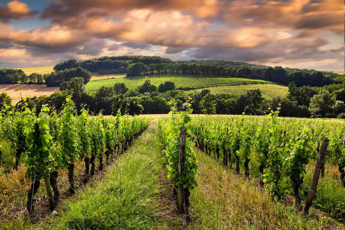Bordeaux แคว้นพี่ใหญ่ ของผลผลิตไวน์